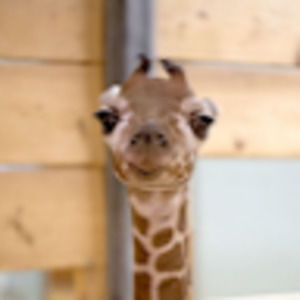 Meet your Posher, Cameron